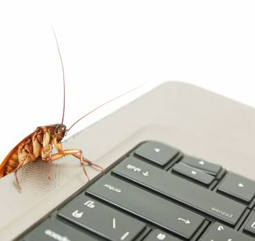 Commercial Pest Control