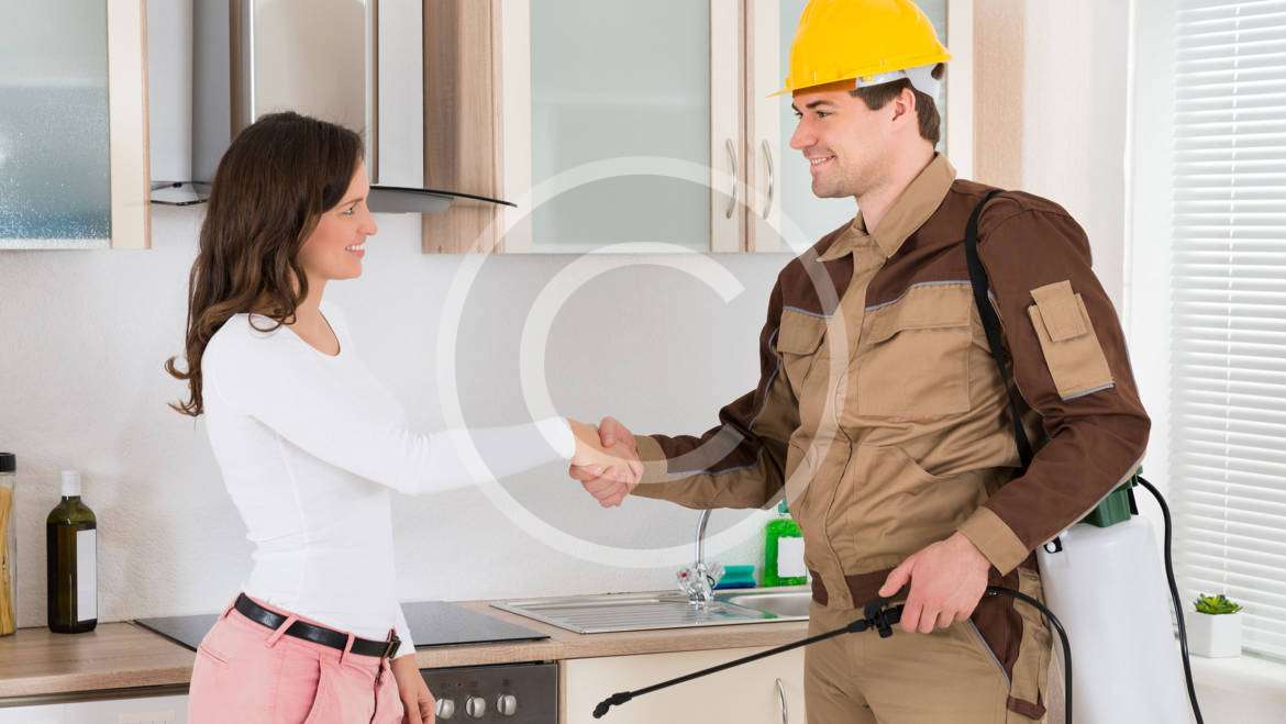 Timber Pest Inspections
