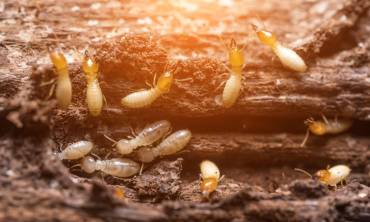 Pre-purchase Pest Inspections