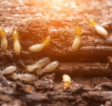 Pre-purchase Pest Inspections